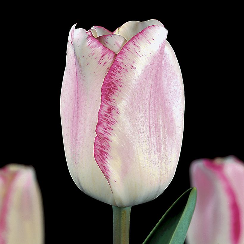 Tulipe Triomphe Mata Hari (Flowering)
