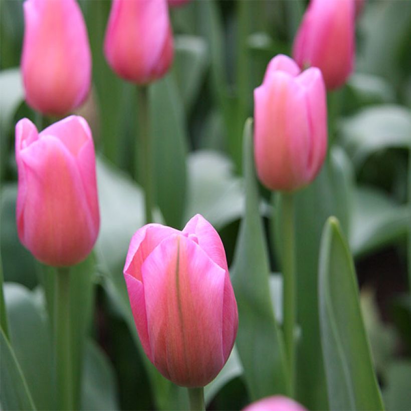 Tulipe Triomphe Mistress (Flowering)