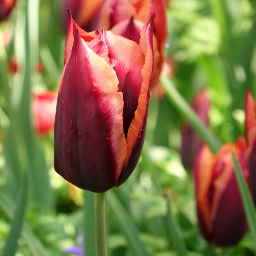 Tulipe Triomphe Muvota (Floraison)