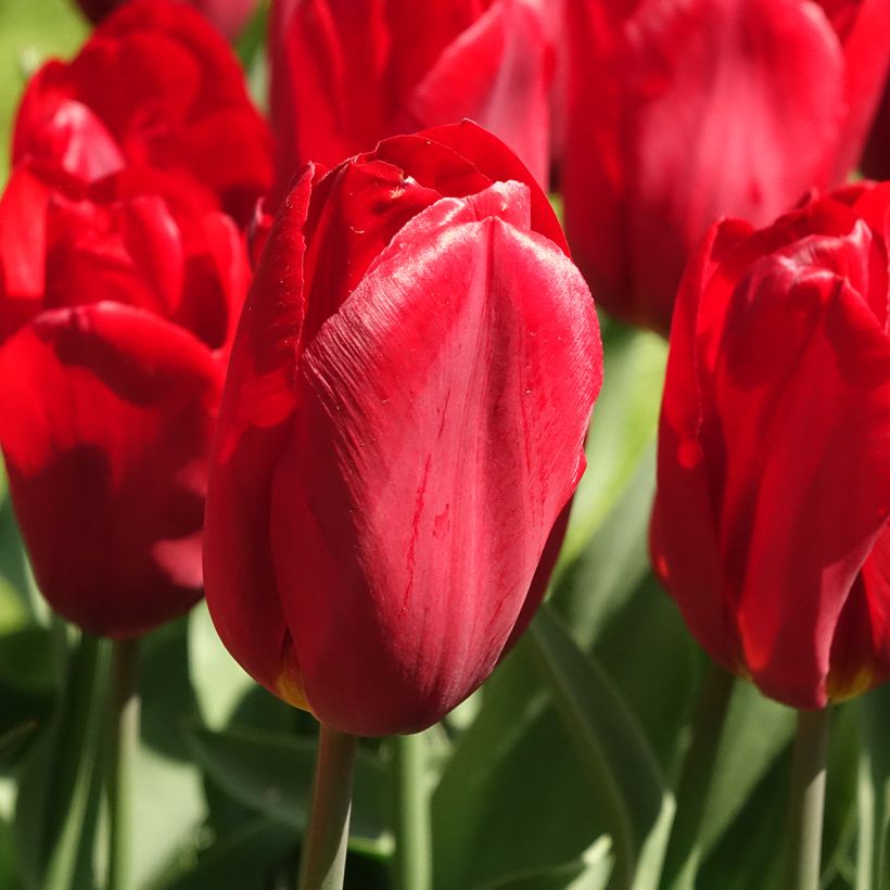 Tulipe Triomphe Strong Love (Flowering)