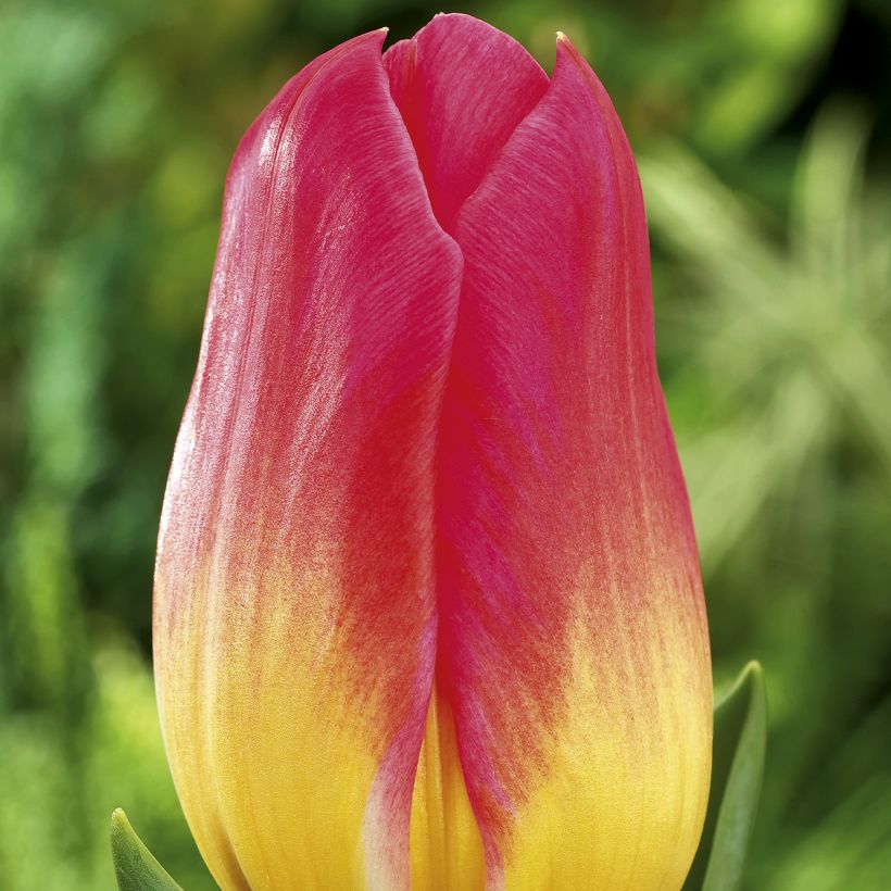Tulipe Triomphe Tom Pouce (Flowering)