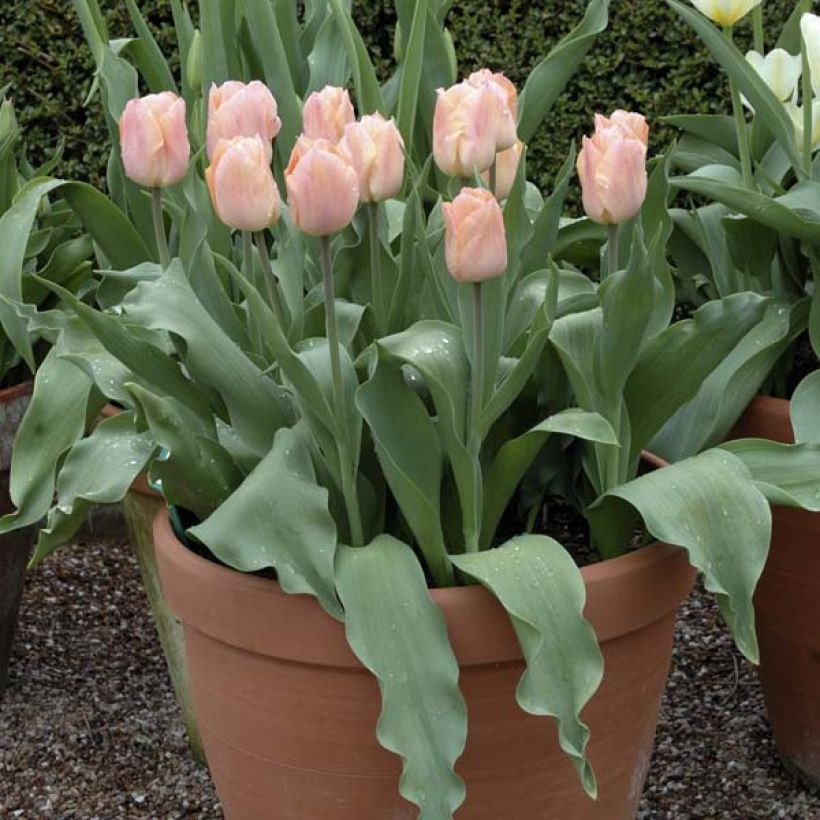 Tulipe simple hâtive Apricot Beauty (Plant habit)