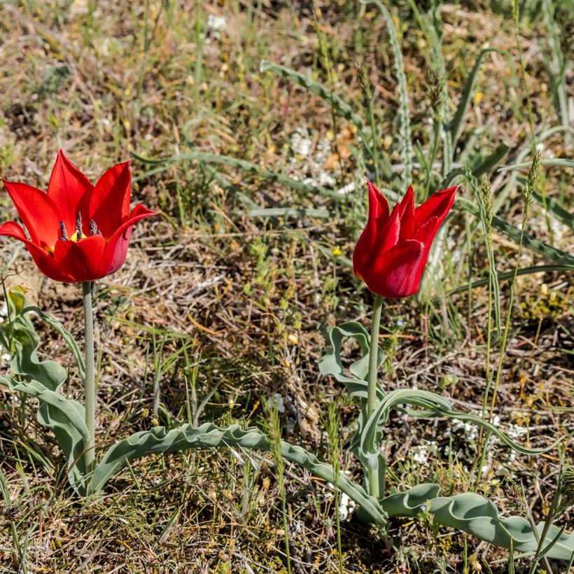 Tulipe botanique eichleri (Plant habit)