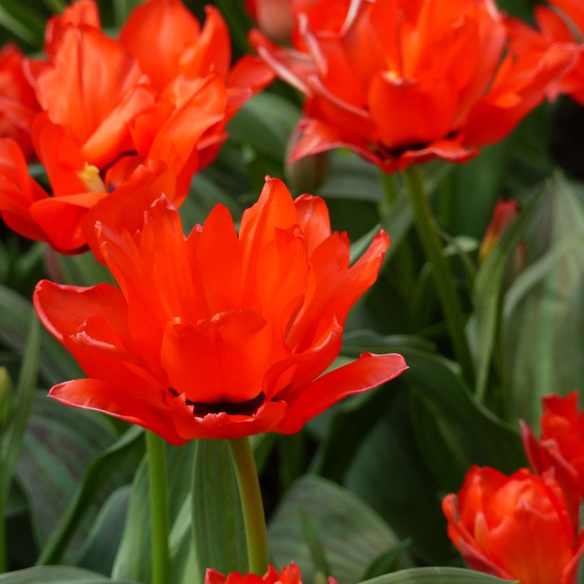 Tulipe botanique greigii Petit Chaperon Rouge Double (Flowering)