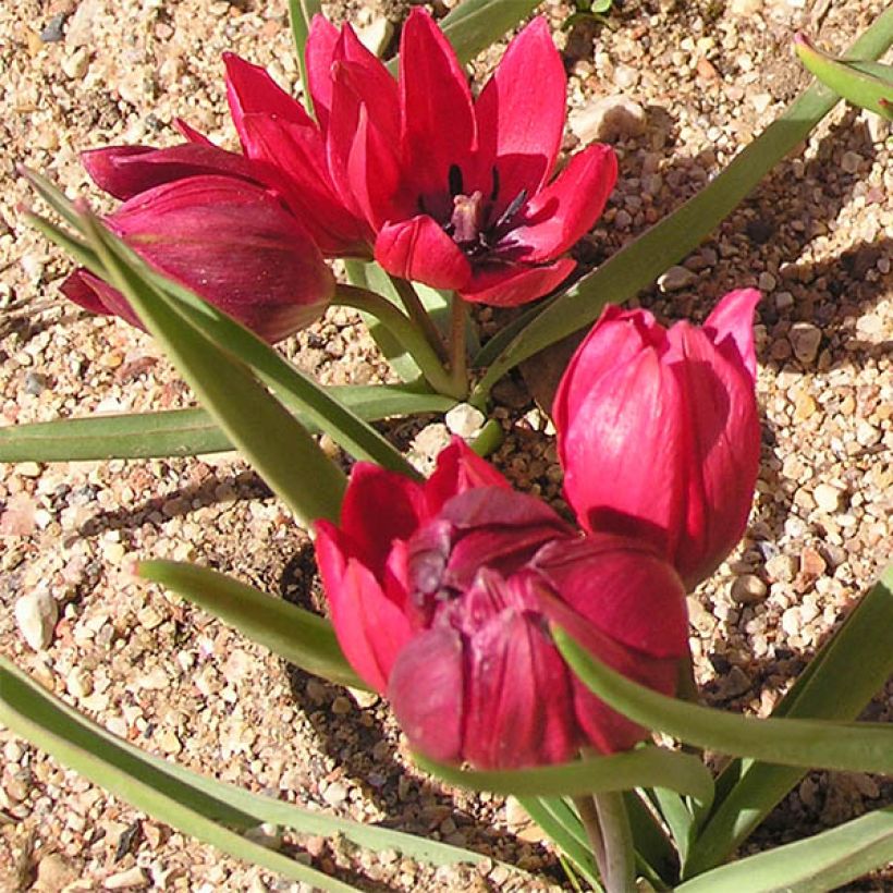Tulipe botanique humilis Lilliput (Plant habit)