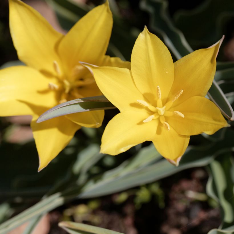 Tulipe botanique kolpakowskiana (Flowering)