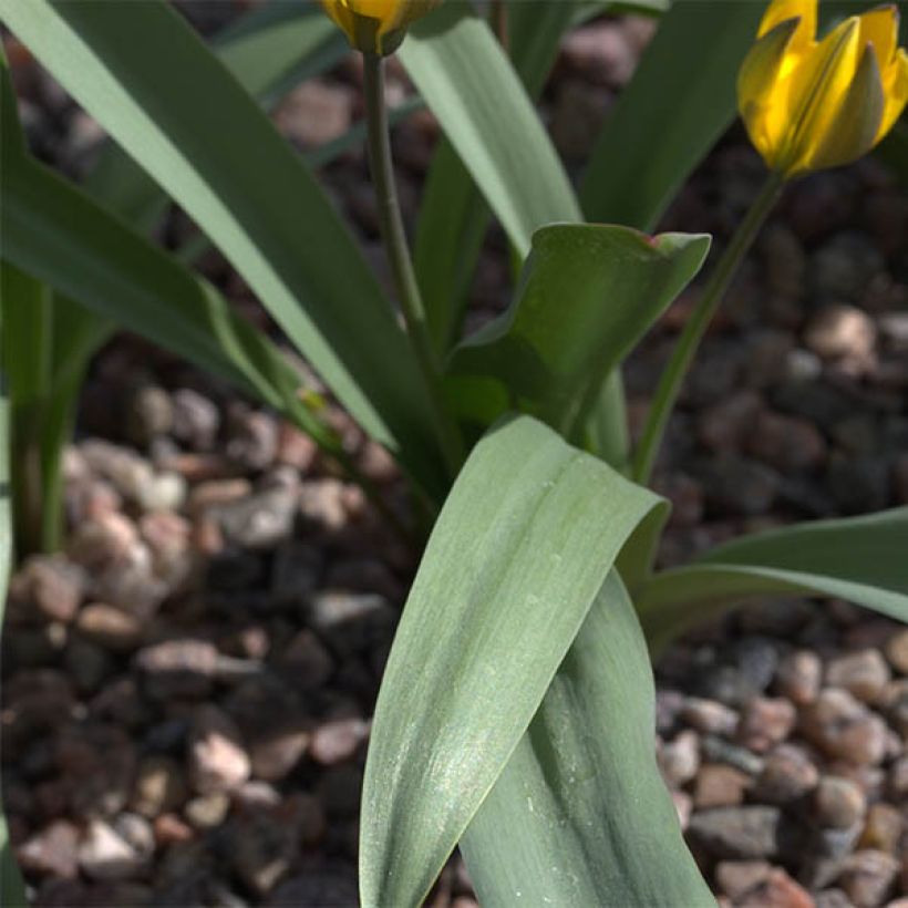 Tulipe botanique neustruevae (Foliage)