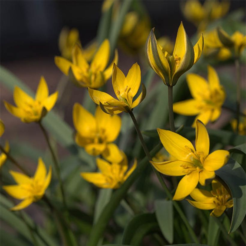 Tulipe botanique neustruevae (Flowering)