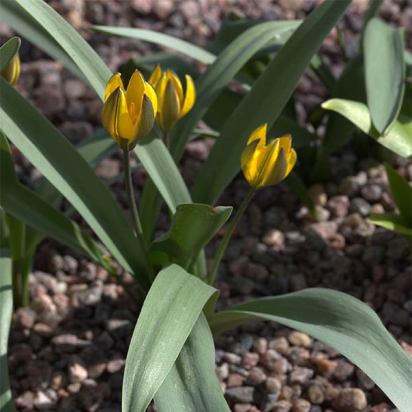 Tulipe botanique neustruevae (Plant habit)
