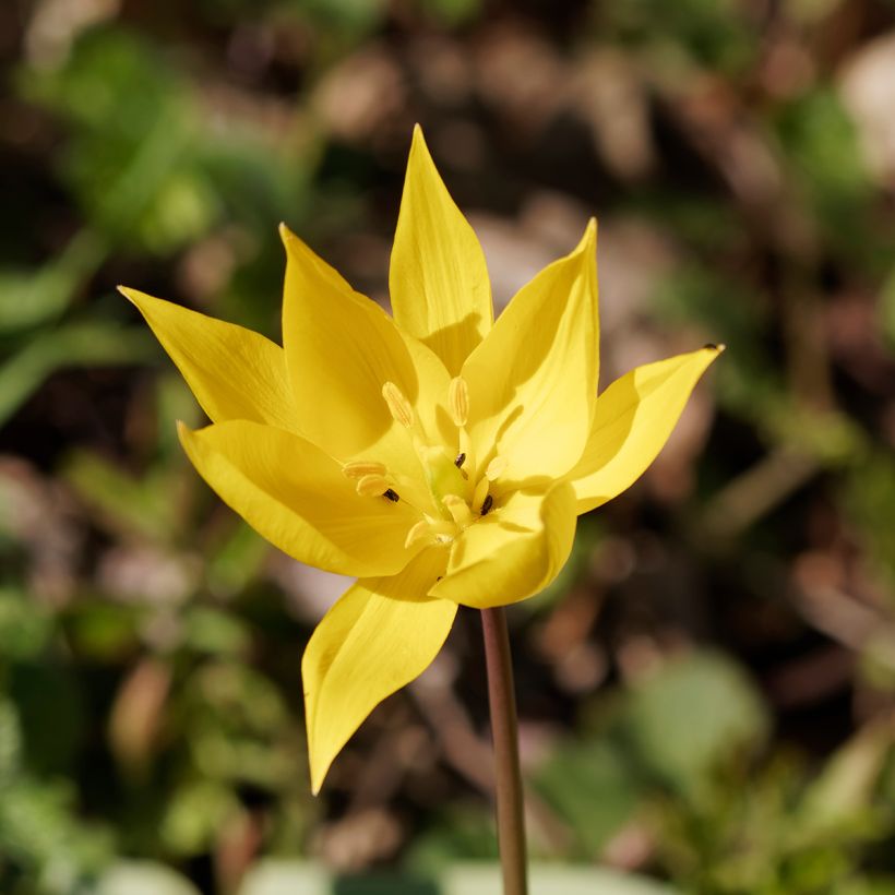 Tulipe botanique sylvestris (Flowering)