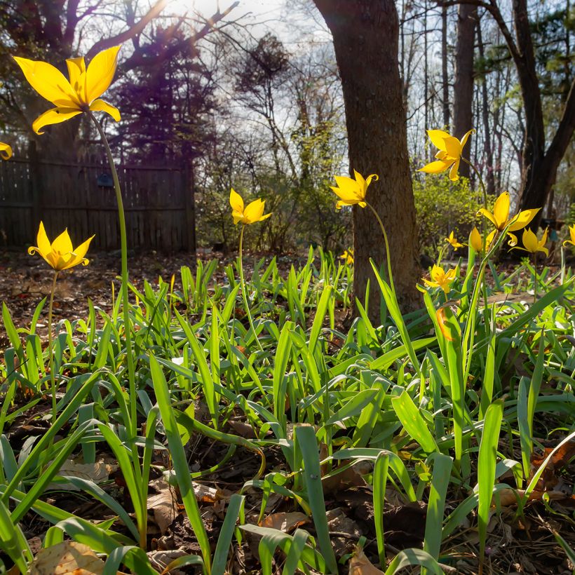 Tulipe botanique sylvestris (Plant habit)