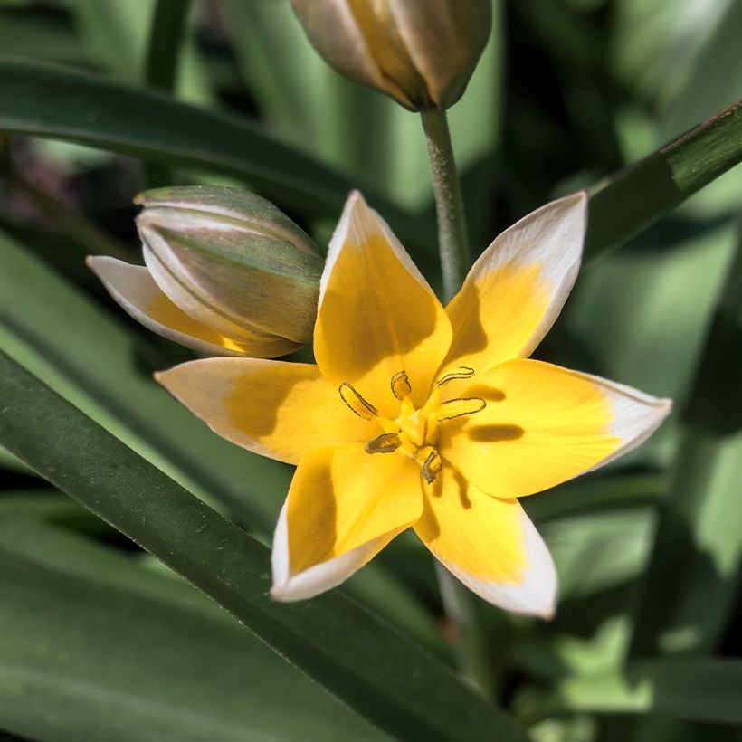 Tulipe botanique tarda (Flowering)