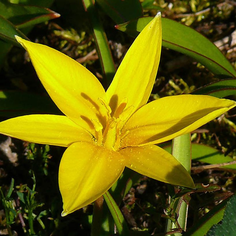 Tulipe botanique urumiensis (Flowering)