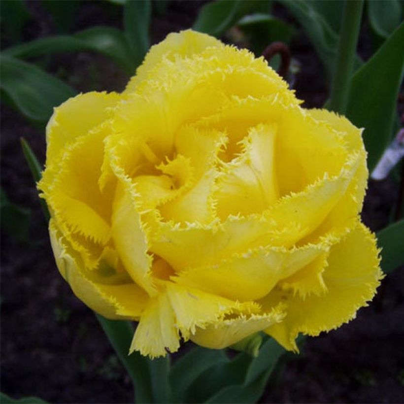 Tulipe dentelée double Exotic Sun (Flowering)