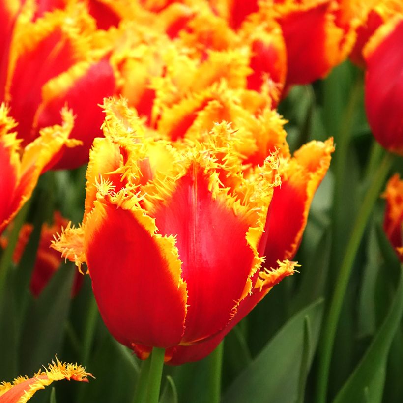 Tulipe dentelée Fabio (Floraison)
