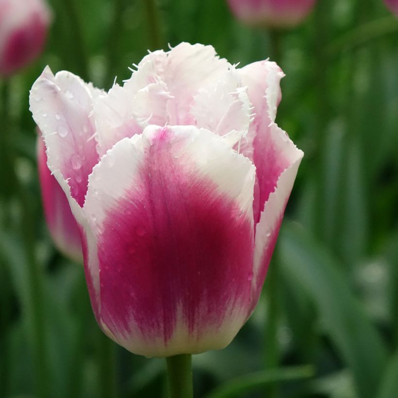 Tulipe dentelée Siesta (Flowering)