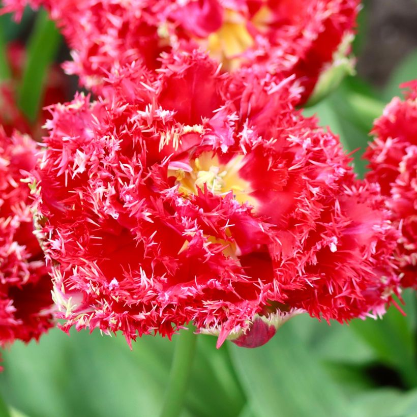 Tulipe dentelée double Qatar (Floraison)