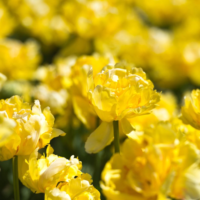 Tulipe double hâtive Yellow Margarita (Flowering)