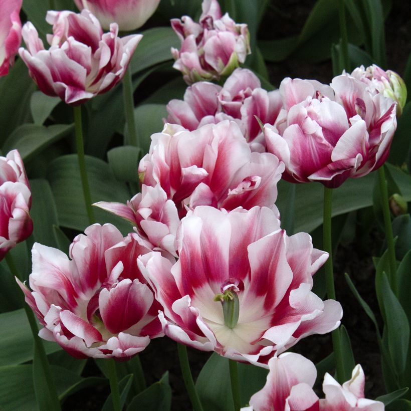 Tulipe double hâtive Fantasy Lady (Flowering)