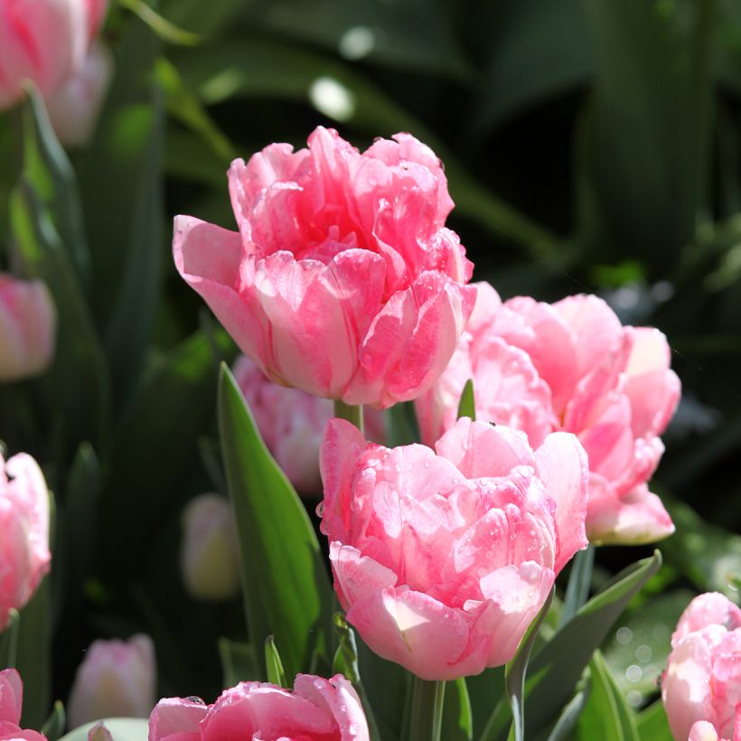 Tulipe double hâtive Foxtrot (Floraison)