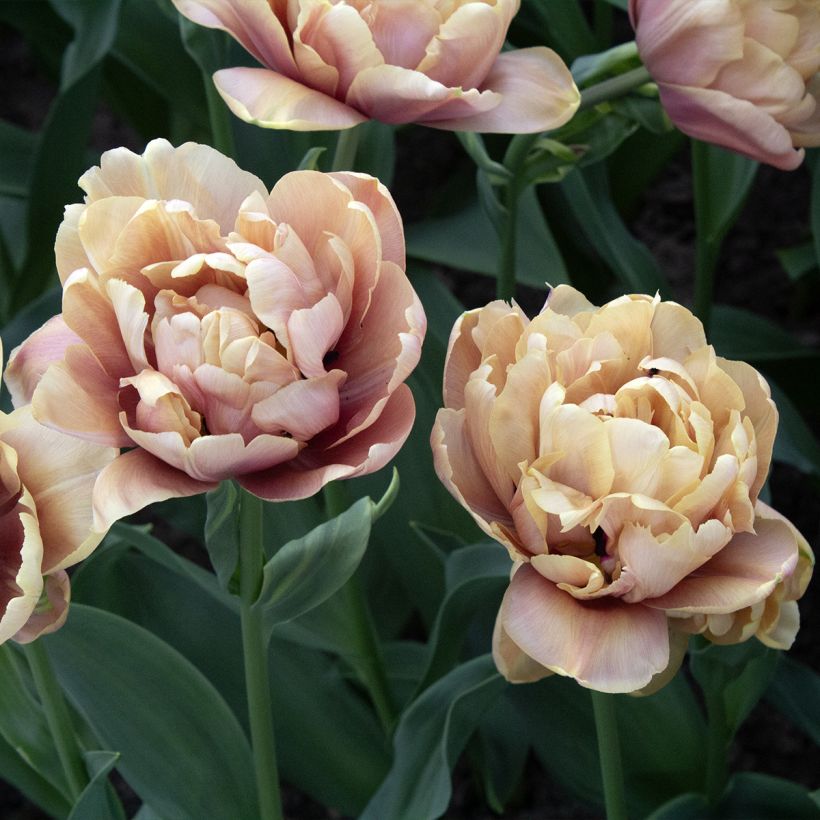 Tulipe double hâtive La Belle Epoque (Flowering)