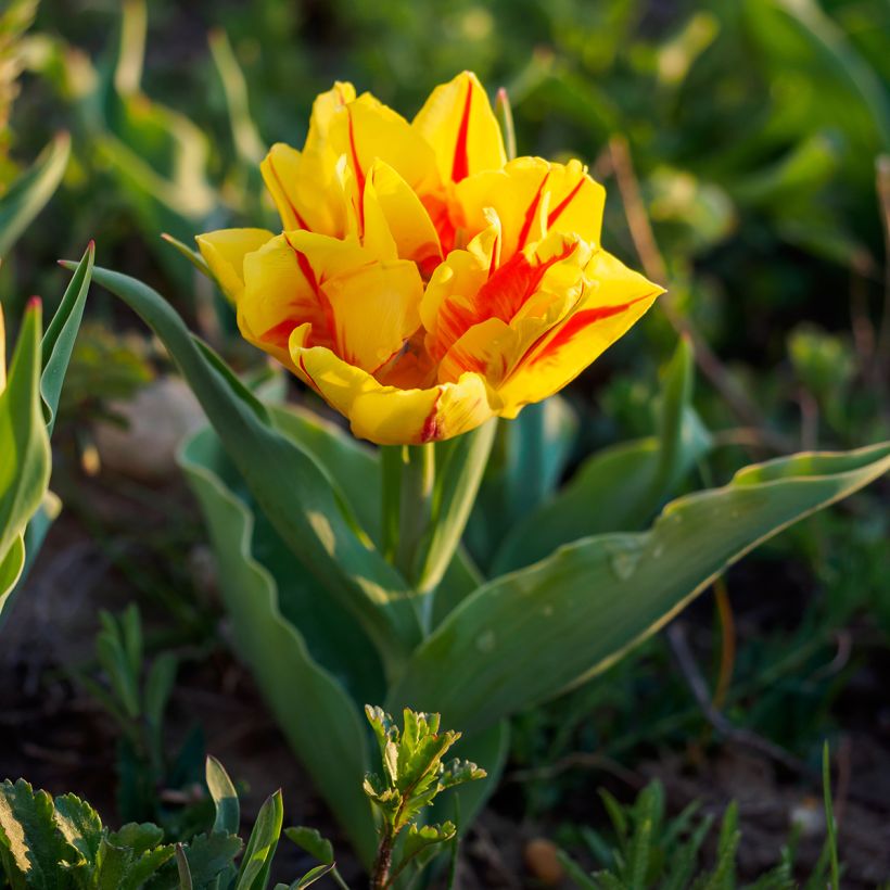 Tulipe double hâtive Monsella (Plant habit)