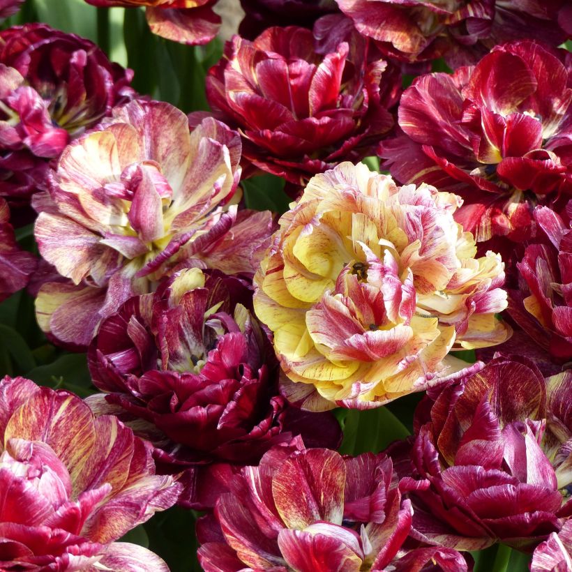 Tulipe double hative Nachtwacht (Flowering)