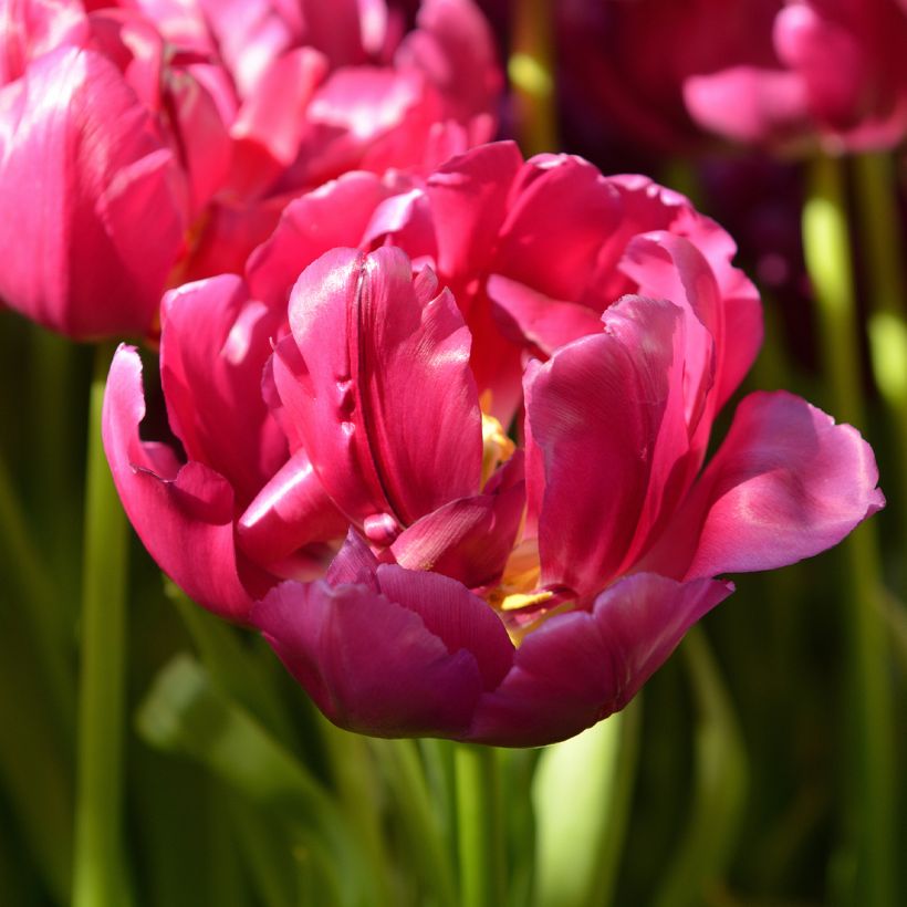 Tulipe double hâtive Royal Acres (Flowering)