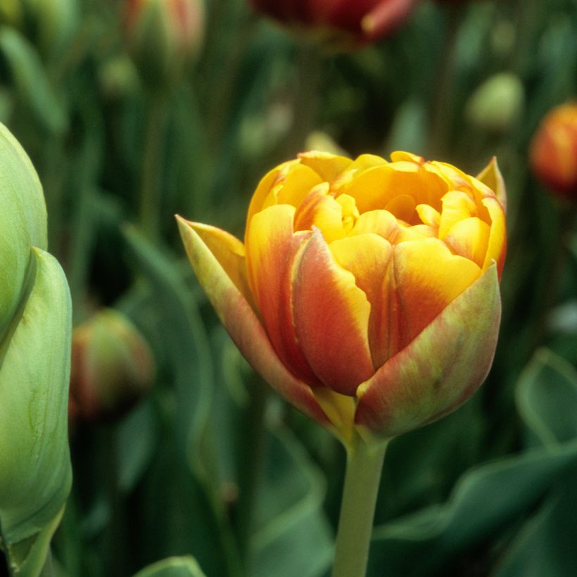 Tulipe double tardive Bonanza (Flowering)