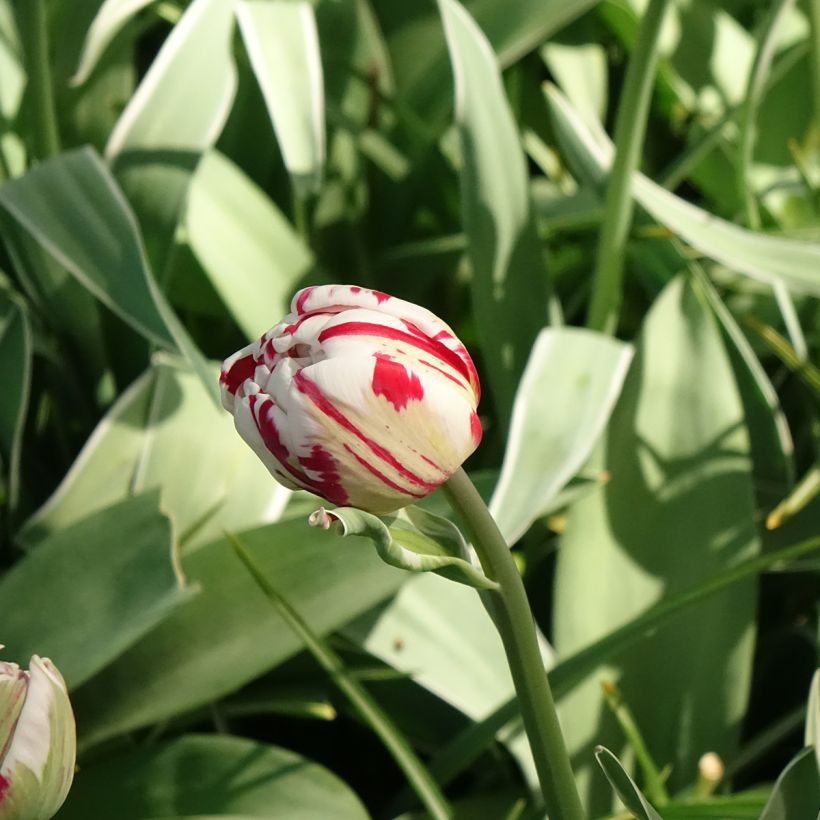 Tulipe double tardive Carnaval de Nice (Floraison)