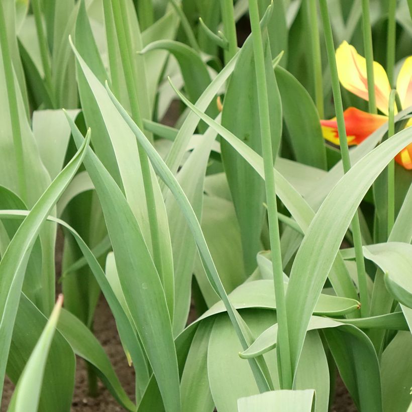Tulipe fleur de lis Fire Wings (Feuillage)
