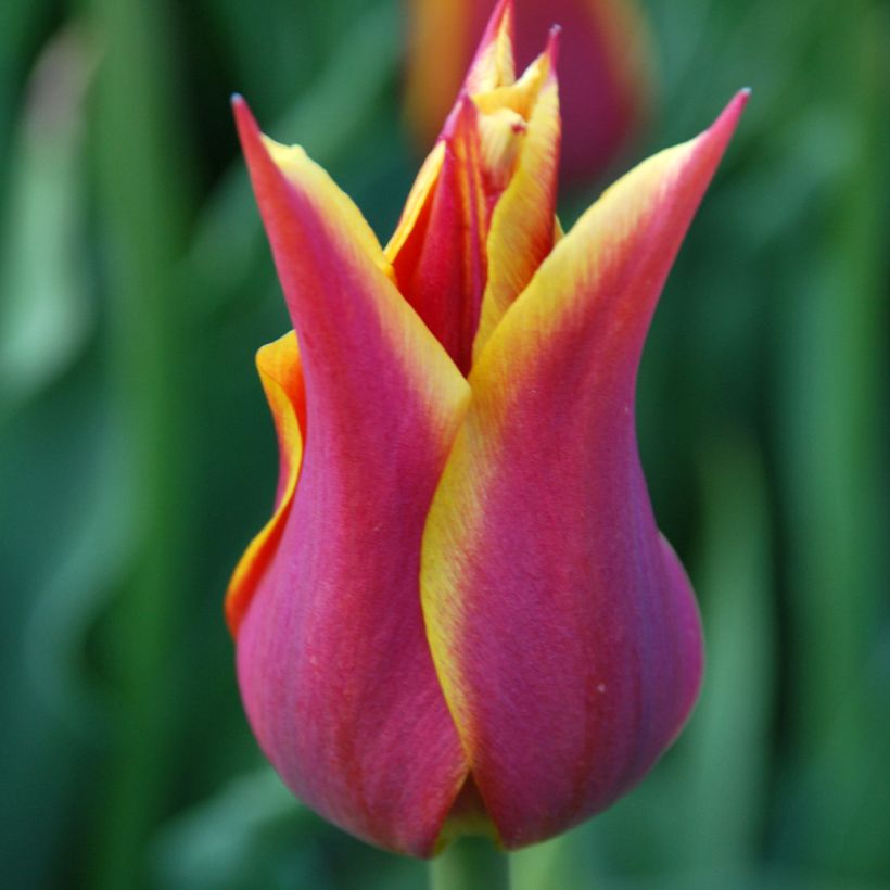 Tulipe Fleur de Lis Sonnet (Flowering)