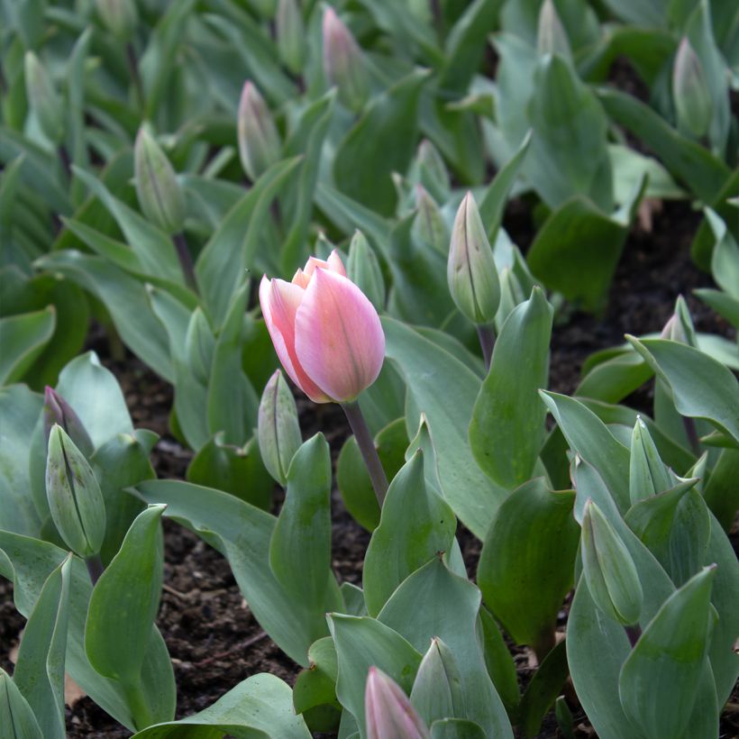 Tulipe fosteriana Albert Heijn (Flowering)