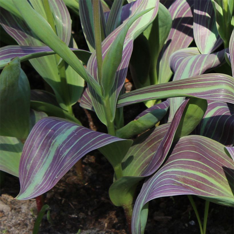 Tulipe fosteriana Juan (Foliage)