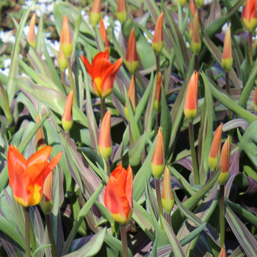 Tulipe fosteriana Juan (Flowering)
