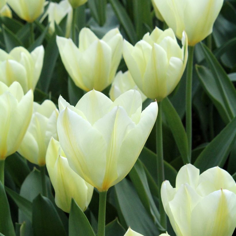 Tulipe fosteriana Purissima (Floraison)