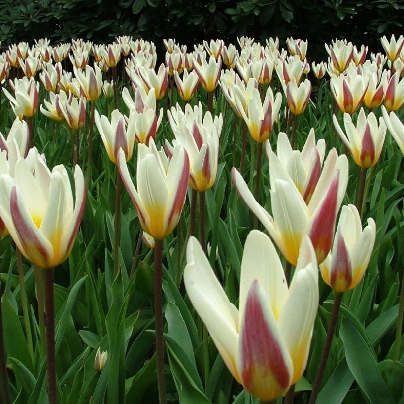 Tulipe kaufmanniana Ice Stick (Flowering)