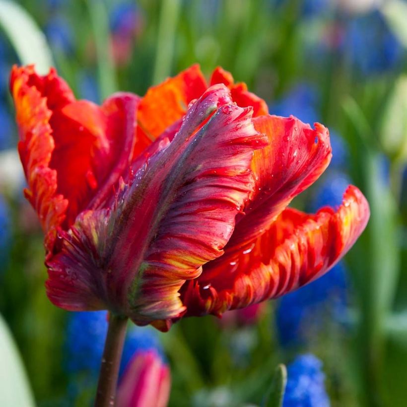 Tulipe perroquet Rasta Parrot (Flowering)