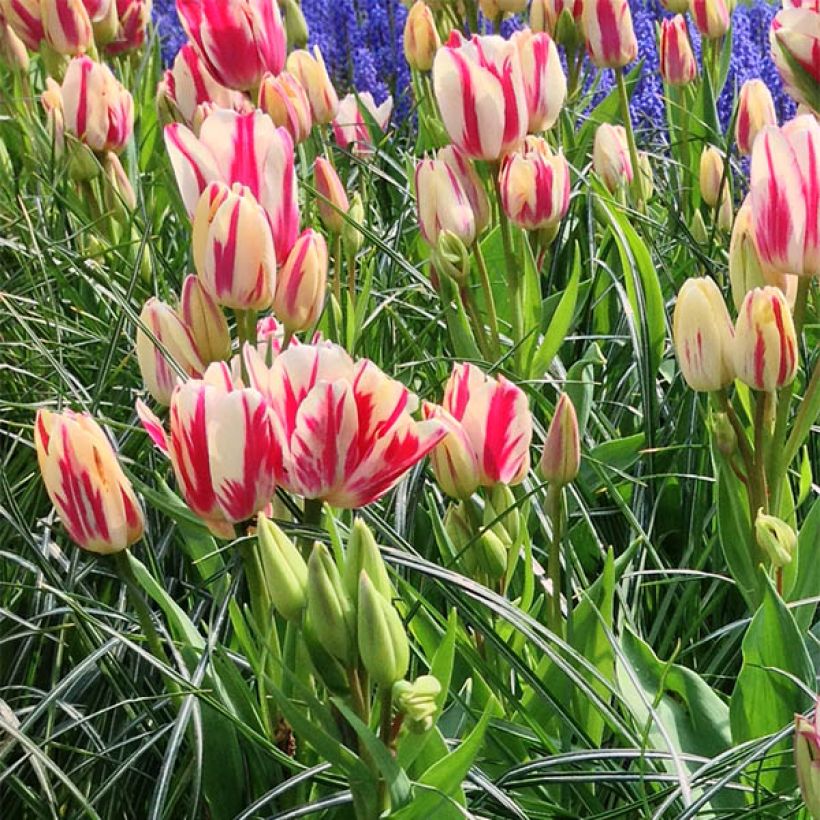 Tulipe pluriflore Flaming Club (Flowering)