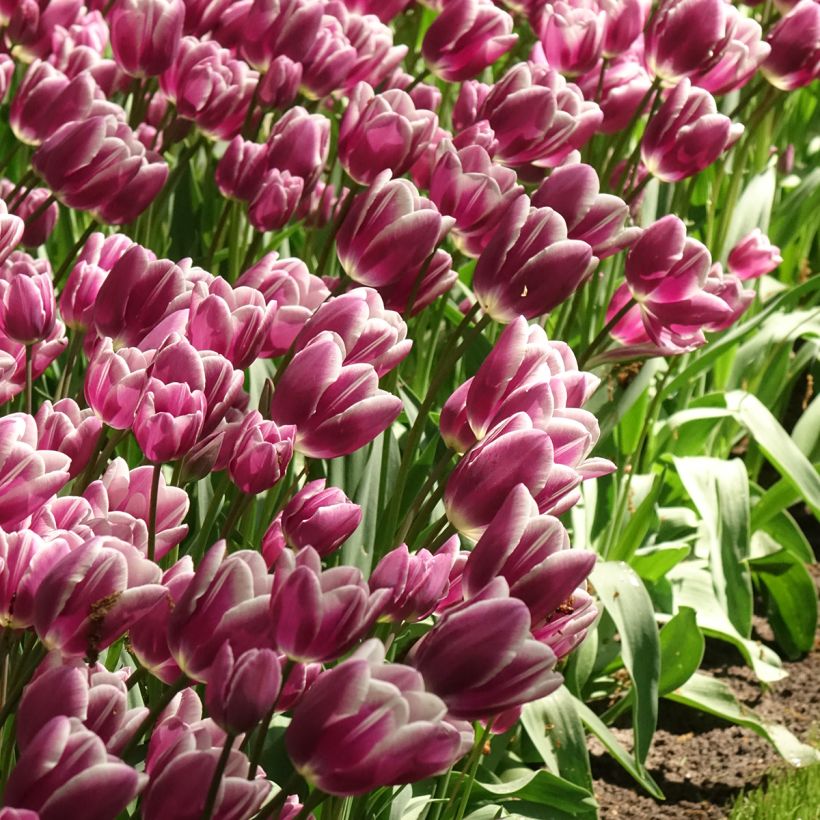Tulipe pluriflore Purple Elegance (Flowering)