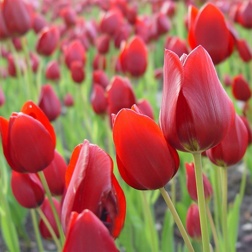 Tulipe pluriflore Red Georgette (Flowering)