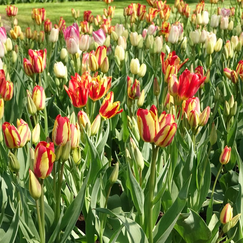 Tulipe pluriflore Sunshine Club (Plant habit)