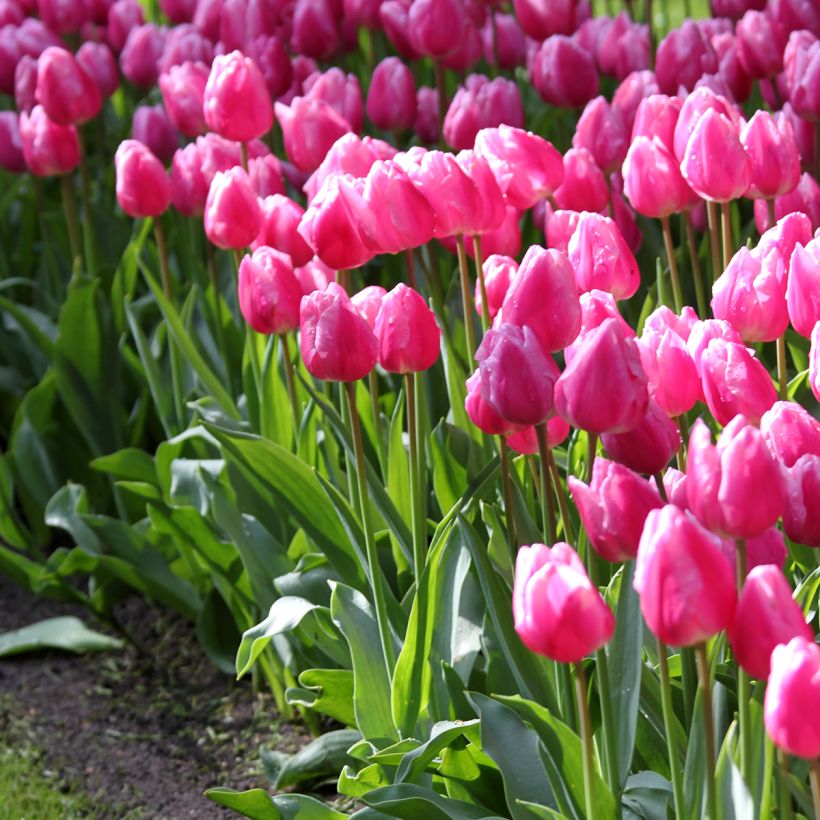 Tulipe simple hâtive Aafke (Port)