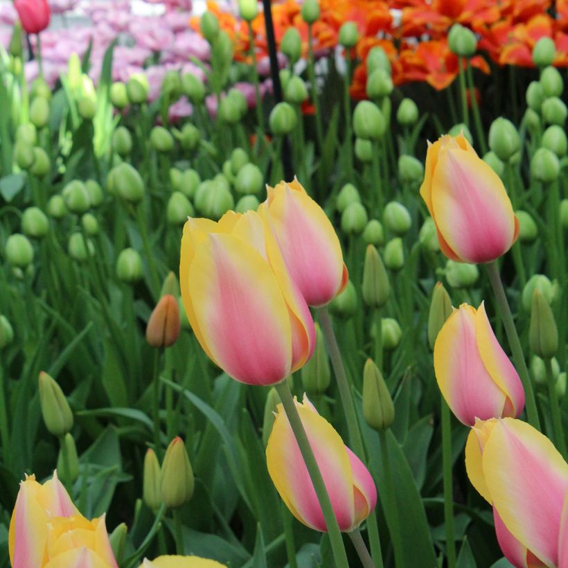 Tulipe simple tardive Blushing Lady (Flowering)