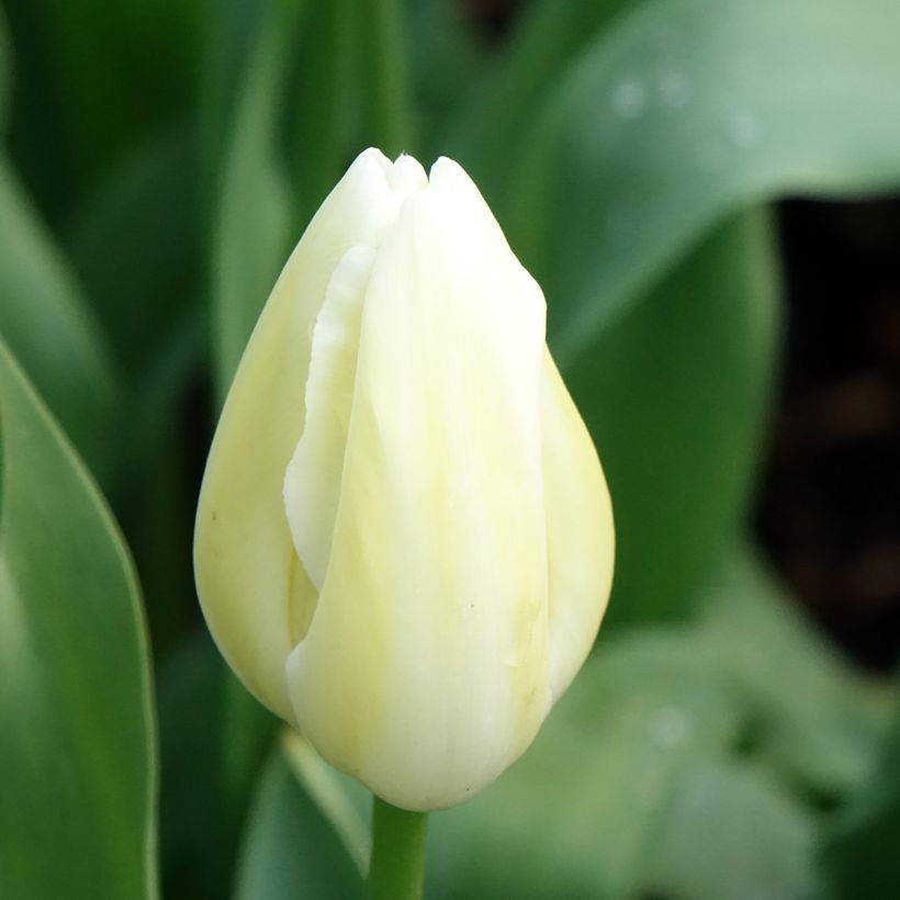 Tulipe simple tardive Maureen (Flowering)