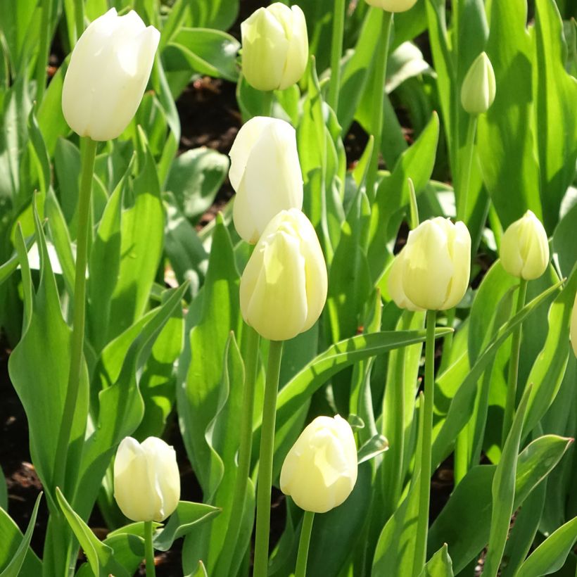 Tulipe simple tardive Maureen (Plant habit)