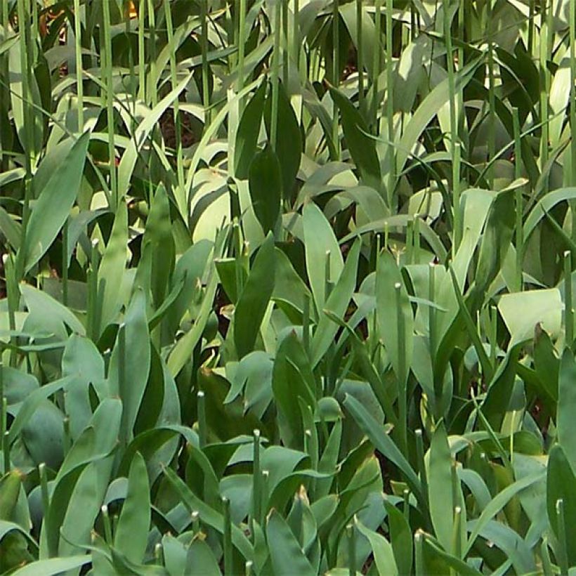 Tulipe simple tardive Renown (Foliage)