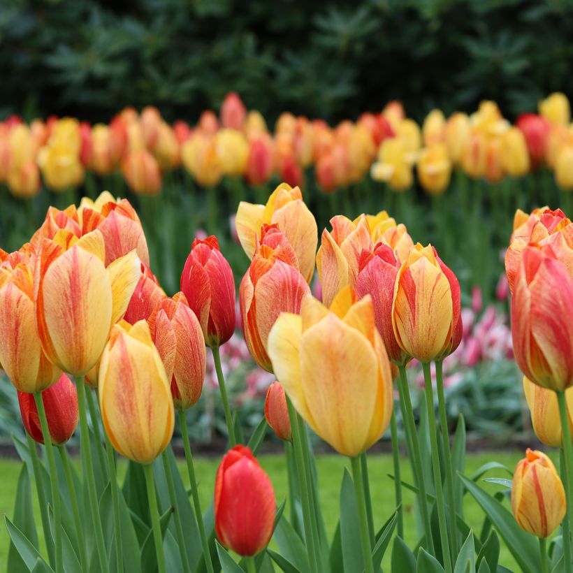 Tulipe simple tardive Rhapsody of Smiles (Port)