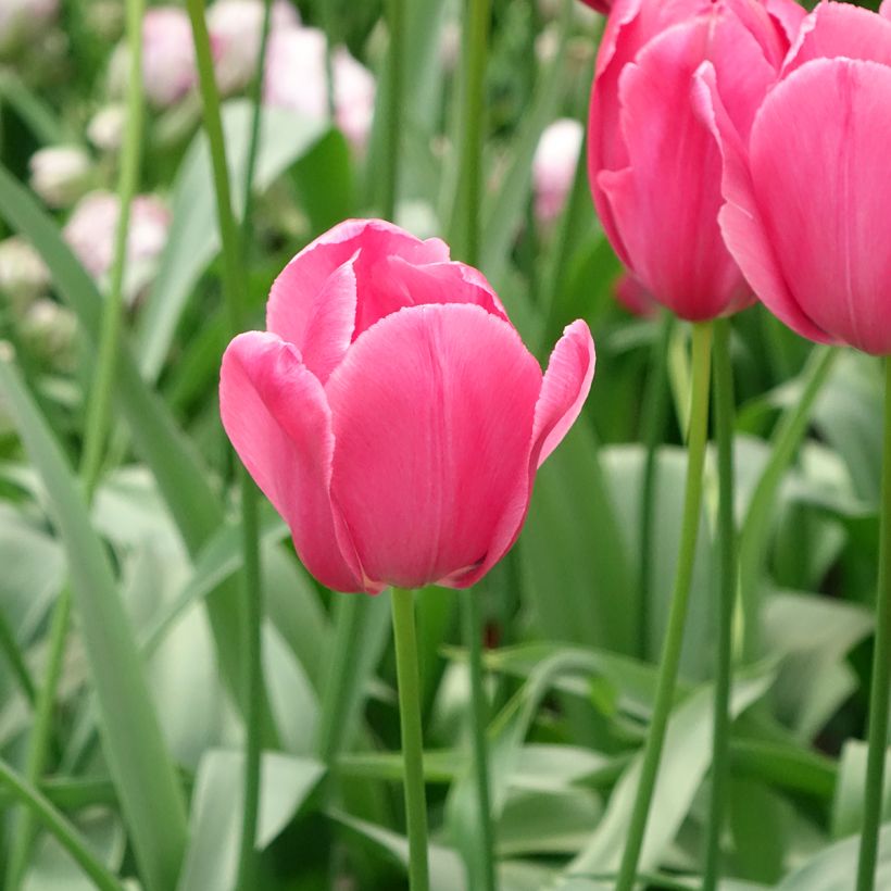 Tulipe simple tardive Yosemite (Wilja) (Flowering)