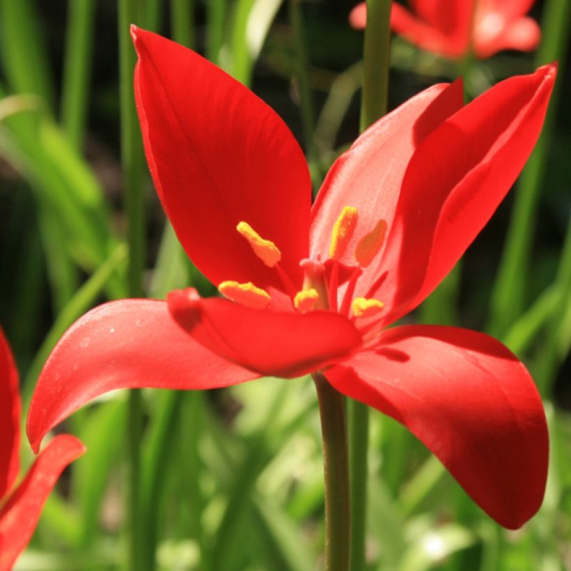Tulipe botanique sprengeri (Flowering)